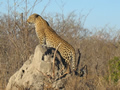 Leopard On The Lookout, Sabi Sand Game Reserve, &copy;Simon Fisher